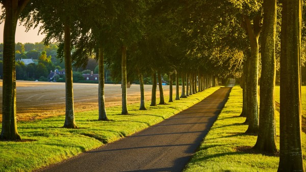 Alley Path Trees Wallpaper