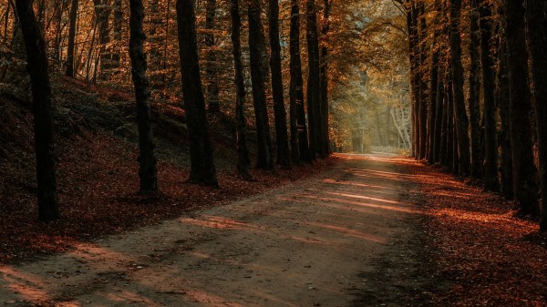 Alley Trees Autumn Wallpaper