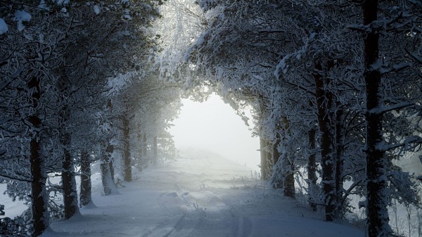 Alley Trees Path Wallpaper