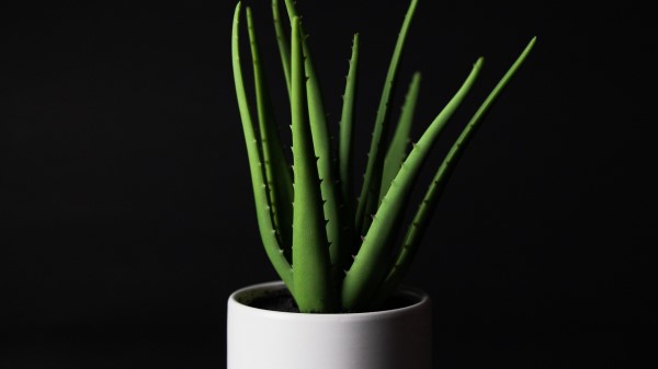 Aloe Plant Home Plant Wallpaper