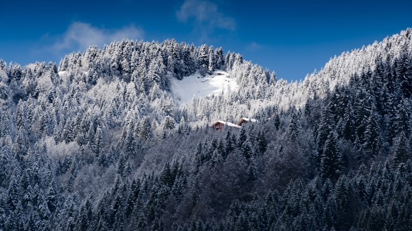 Alps Mountains Snow Trees Wallpaper