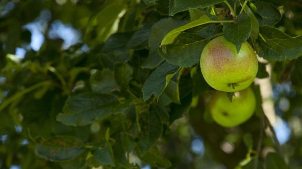 Apples Fruit Branches Wallpaper