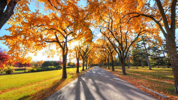 Autumn Alley Park Wallpaper