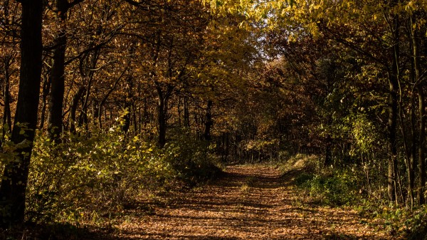 Autumn Foliage Grass Wallpaper