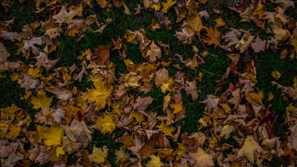 Autumn Foliage Maple Wallpaper