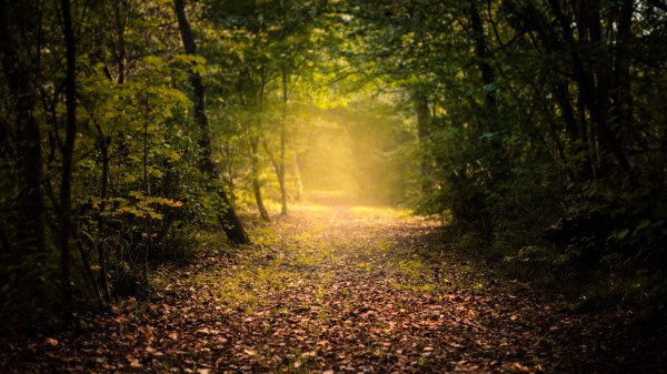 Autumn Forest Fog Wallpaper