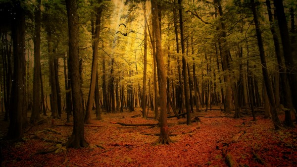 Autumn Forest Landscape Wallpaper