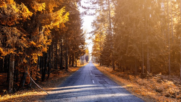 Autumn Forest Wallpaper