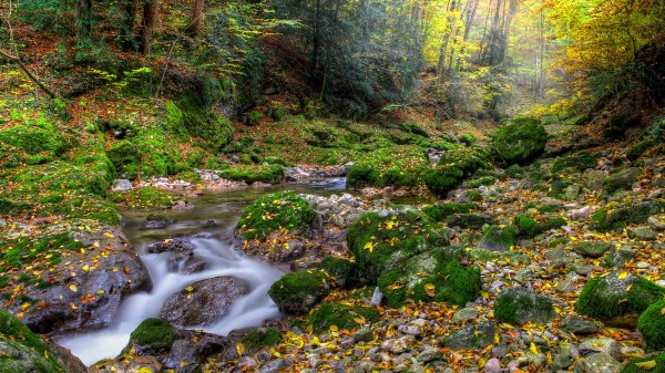 Autumn Forest River Rocks Landscape Wallpaper Wallpaper