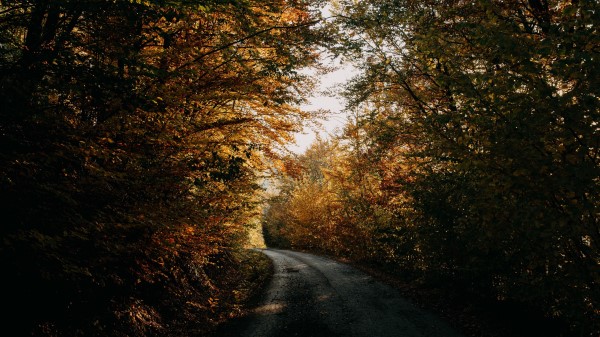 Autumn Forest Road Wallpaper
