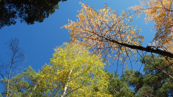 Autumn Forest Sk wallpaper