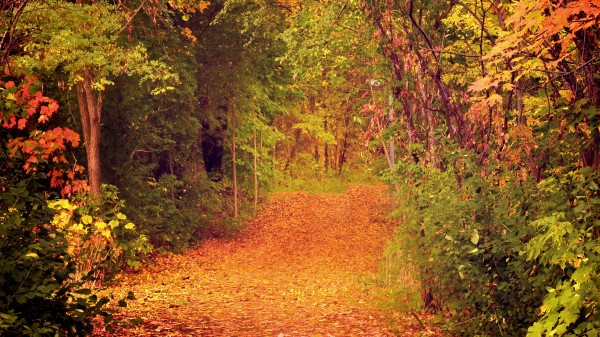 Autumn Forest Trees Foliage Wallpaper Wallpaper