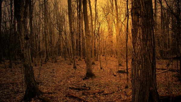 Autumn Forest Trees Wallpaper