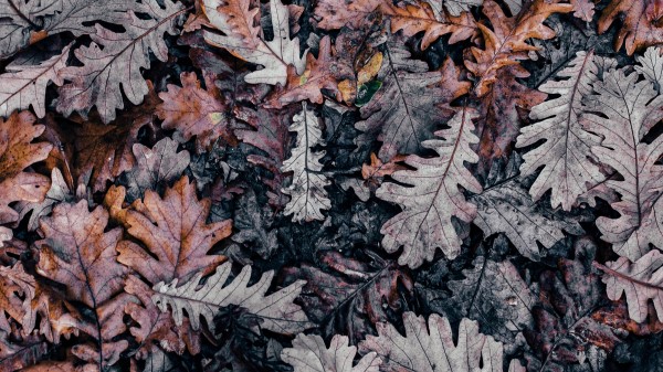 Autumn Leaves Fallen Wallpaper