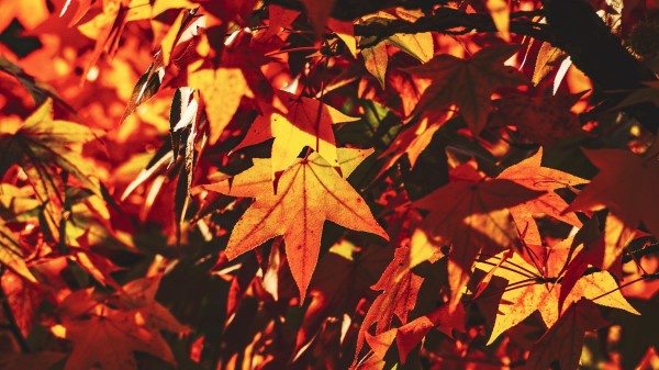 Autumn Leaves Maple Wallpaper