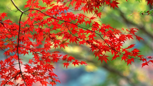Autumn Leaves Wallpaper