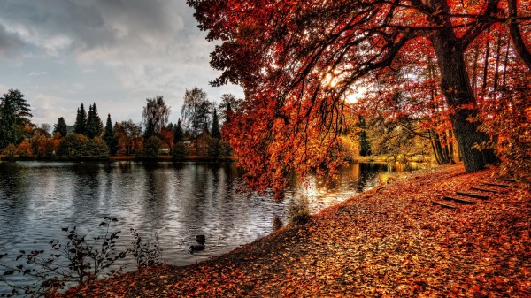Autumn Park Foliage Lake Wallpaper