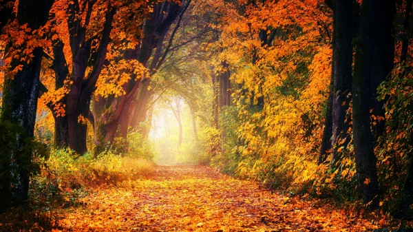 Autumn Park Foliage Wallpaper