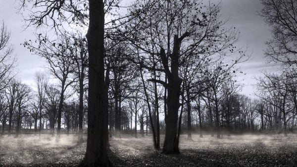 Autumn Park Forest Trees Wallpaper