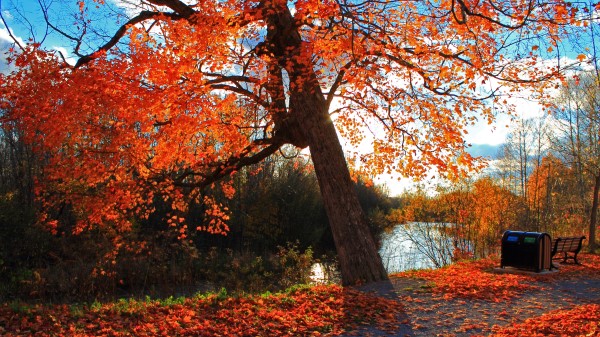 Autumn Park River Shop Landscape Wallpaper Wallpaper