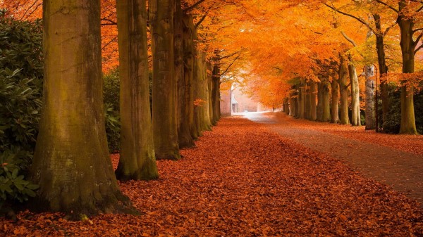 Autumn Park Ultra Hd Wallpaper Wallpaper
