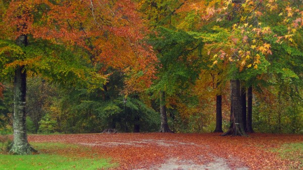 Autumn Road Trees Landscape Wallpaper Wallpaper