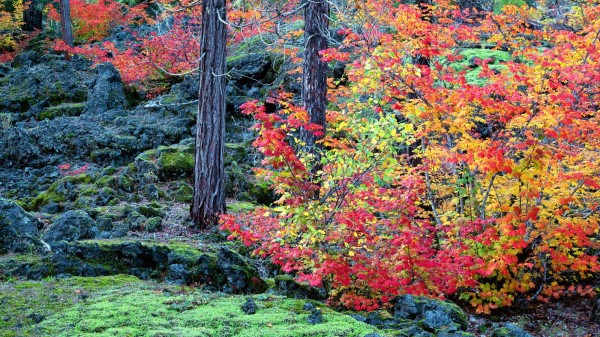 Autumn Season Grass Wallpaper