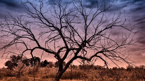 Autumn Sunset Clouds Tree Landscape Wallpaper