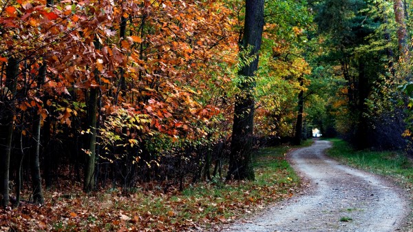 Autumn Trail Trees Foliage wallpaper