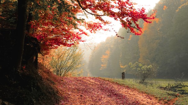 Autumn Tree Fall 2e Wallpaper