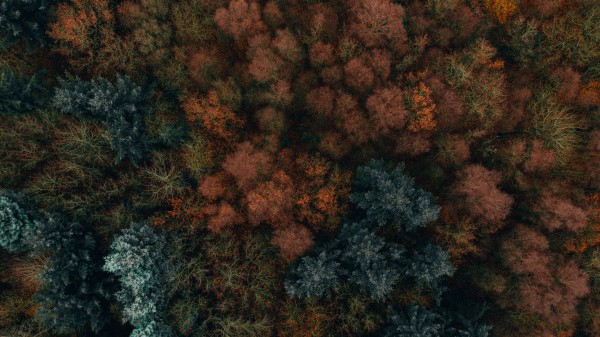 Autumn Trees Aerial View Image Wallpaper