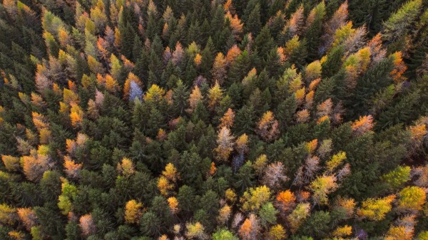 Autumn Trees Aerial View Wallpaper