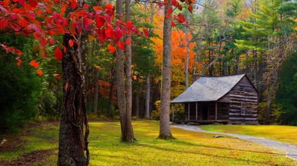 Autumn Trees Forest Building Grass Wallpaper Wallpaper