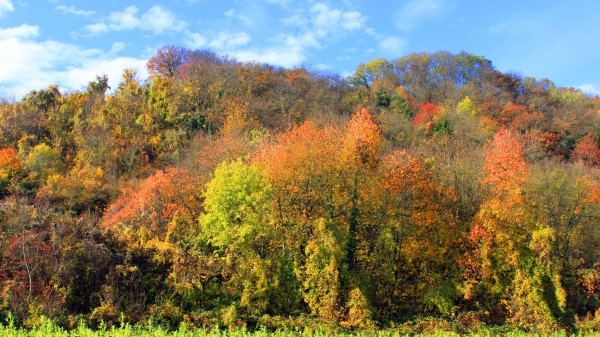 Autumn Trees Forest Grass Wallpaper