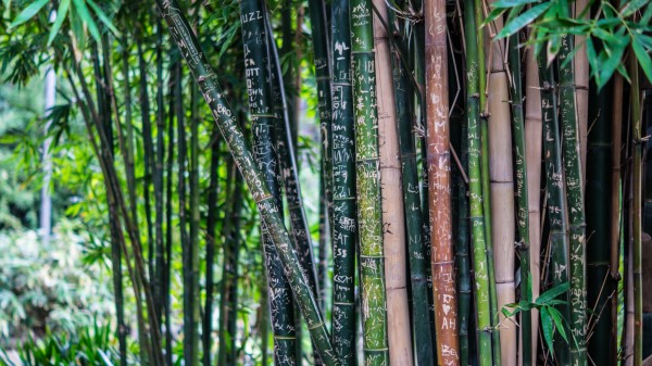 Bamboo Plant Inscriptions Wallpaper Wallpaper