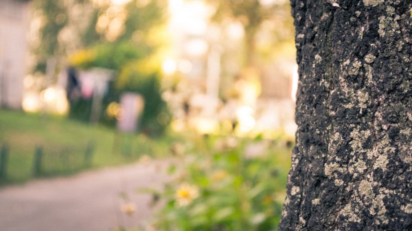 Bark Trunk Tree Macr Wallpaper