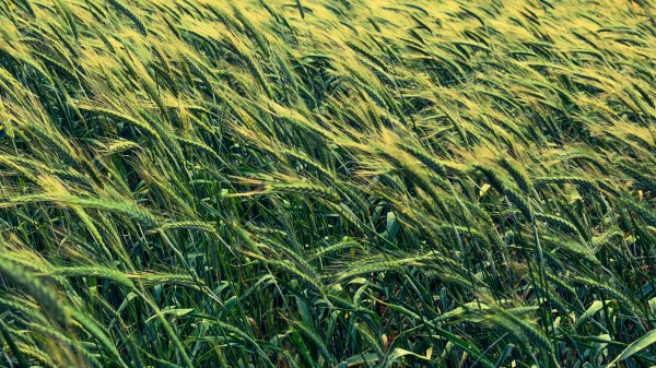 Barley Cereals Field Wallpaper