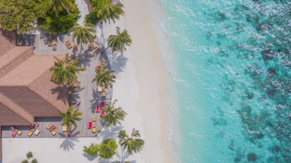 Beach Aerial View Palm Trees Wallpaper