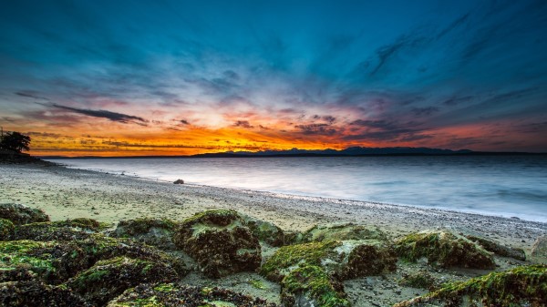 Beach Grass Moss Sea Wallpaper