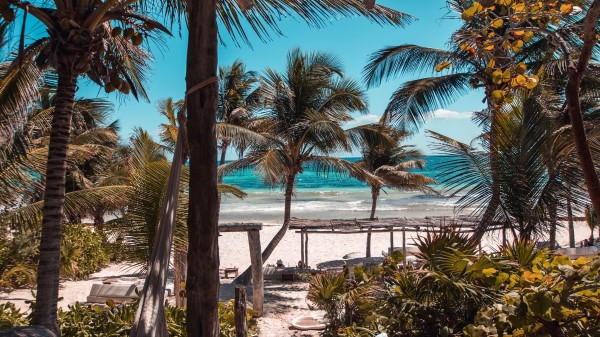 Beach Palms Summer Wallpaper
