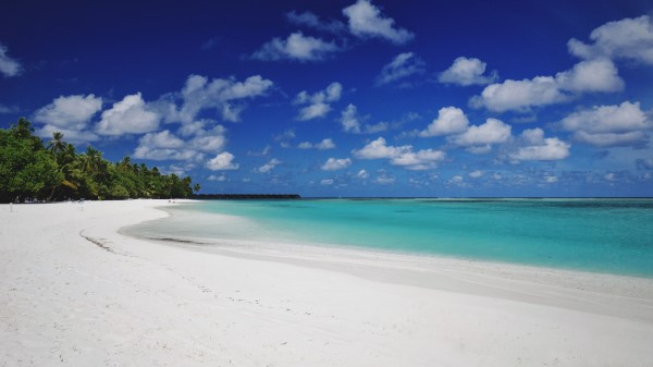 Beach Sand Palm Wallpaper