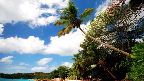 Beach Sand Palm Trees Wallpaper Wallpaper