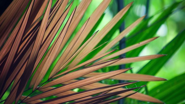 Beautiful Tree Leaves Wallpaper