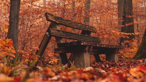 Bench Forest Autumn Wallpaper