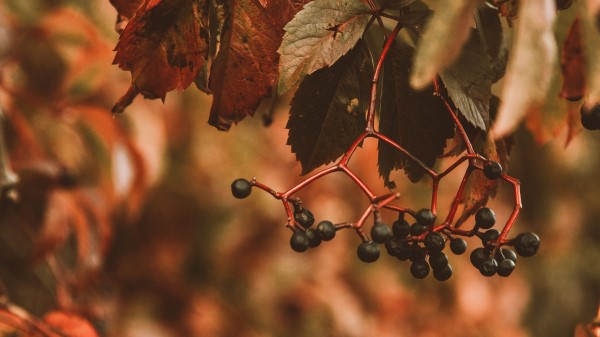 Berries Bunches Leaves Wallpaper