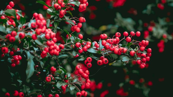 Berries Red Berries Leaves Wallpaper