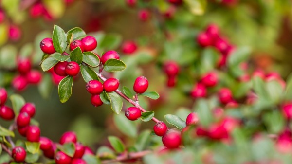 Berries Red Branch Wallpaper