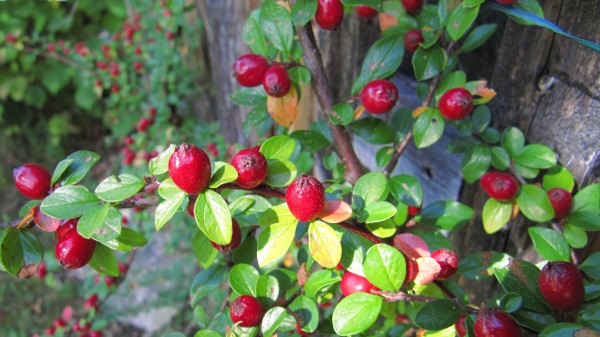 Berries Shrubs Natur Wallpaper