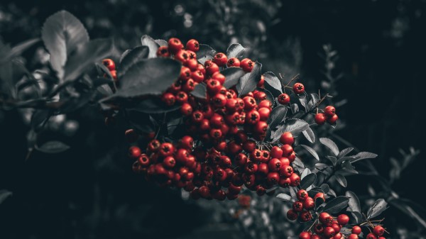 Berry Mountain Ash Branch Wallpaper