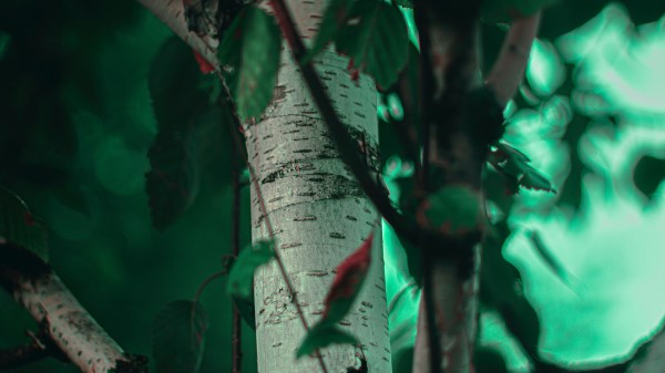 Birch Tree Branches Wallpaper